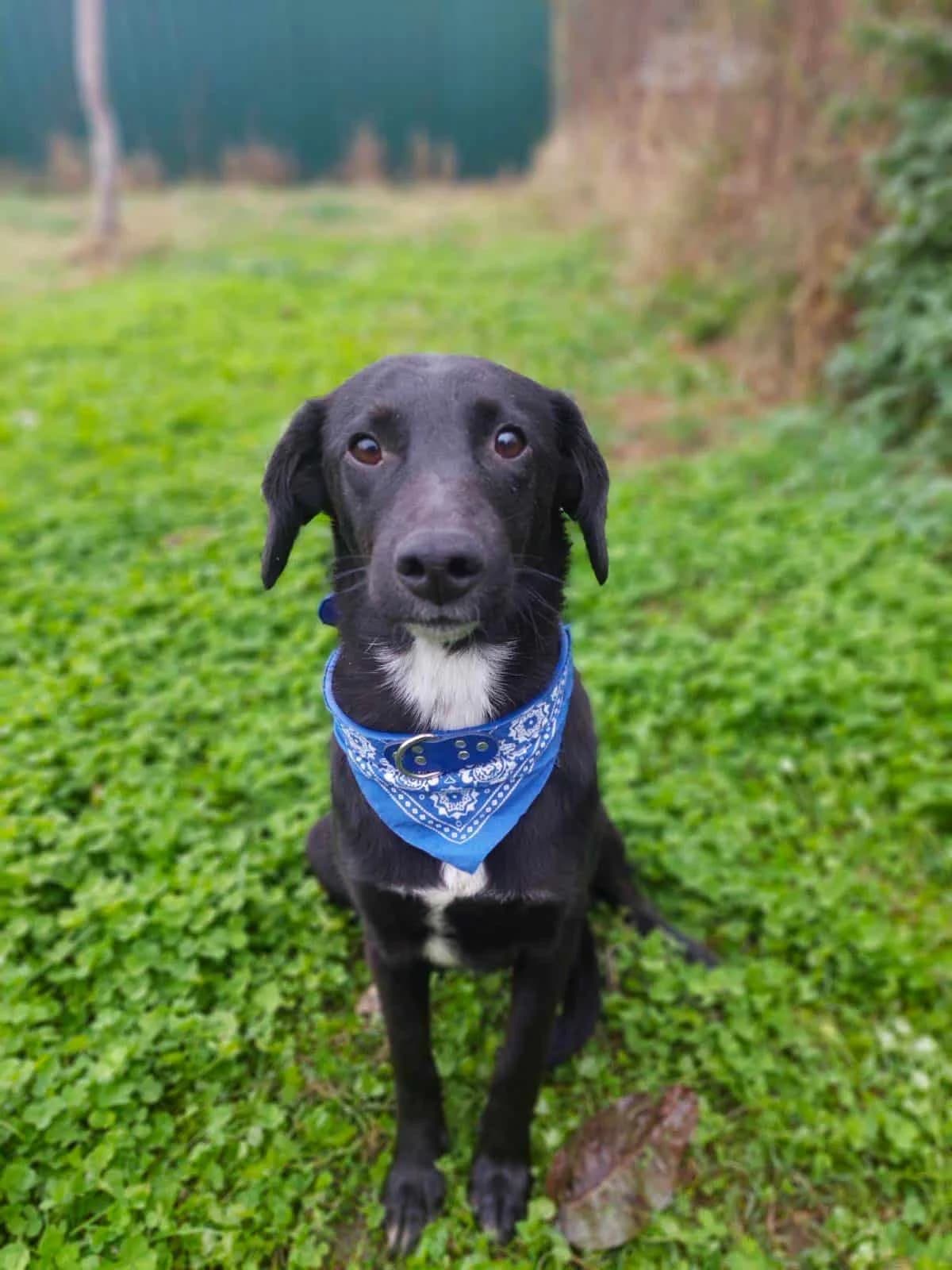 Leah, female puppy mixed breed for adoption at Strays Without Borders, Skopje