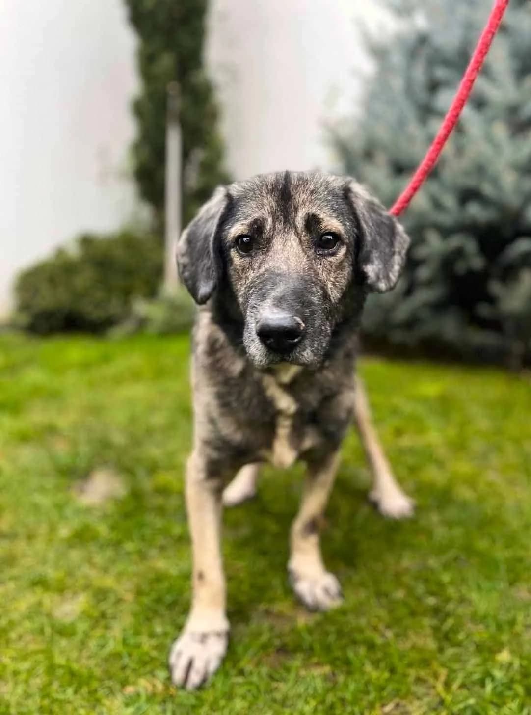 RESERVED – Shaggy, male mixed breed for adoption at Strays Without Borders, Skopje