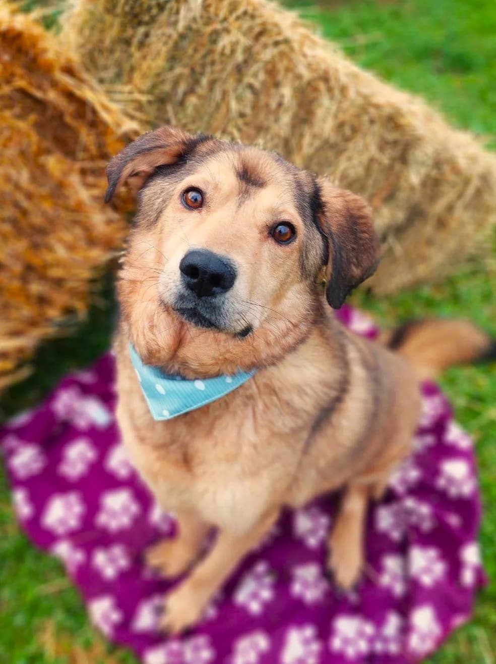Ethan, male mixed breed for adoption at Strays Without Borders, Skopje