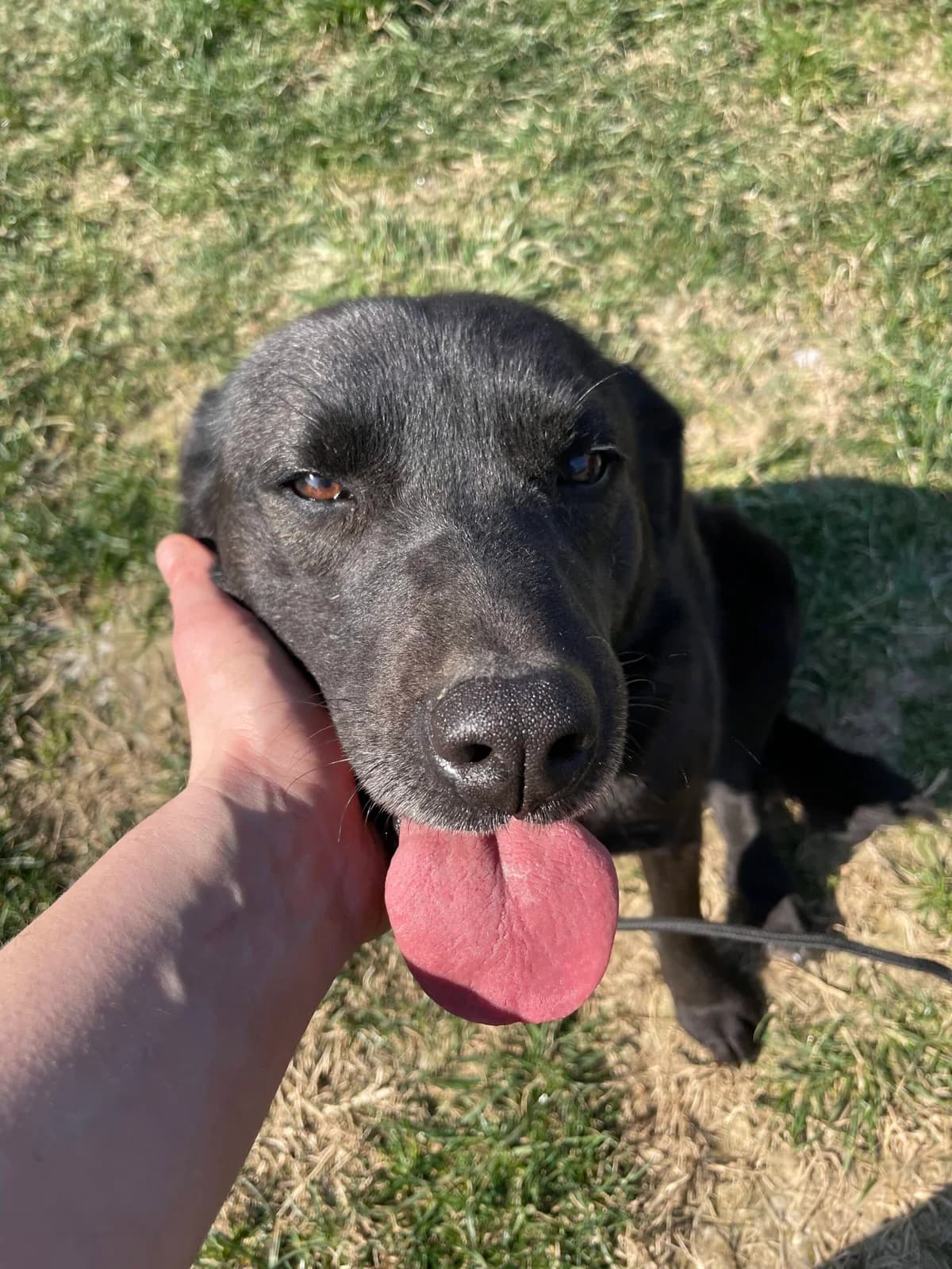 Hope, female Labrador Retriever for adoption at Strays Without Borders, Skopje