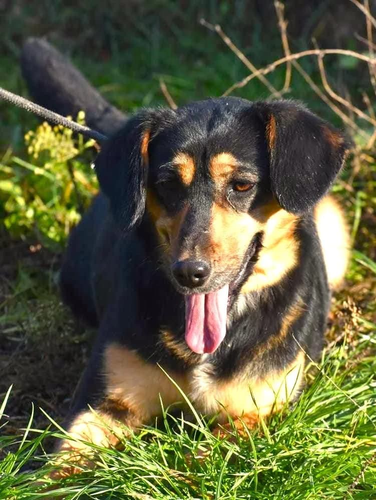 Indy, female puppy Mixed Breed for adoption at Strays Without Borders, Skopje