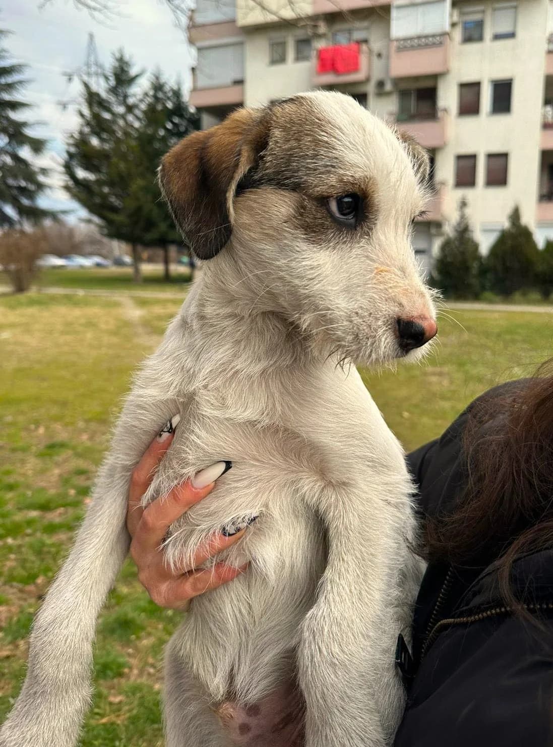 Rex, male puppy mixed breed for adoption at Strays Without Borders, Skopje