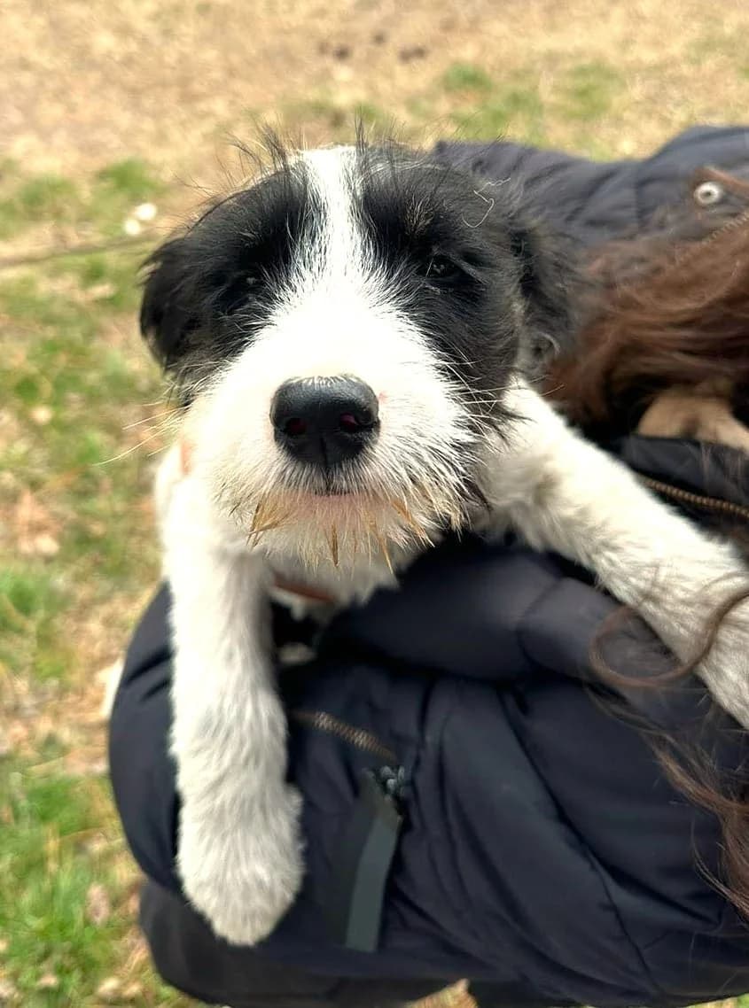 Puppy 3, female puppy mixed breed for adoption at Strays Without Borders, Skopje