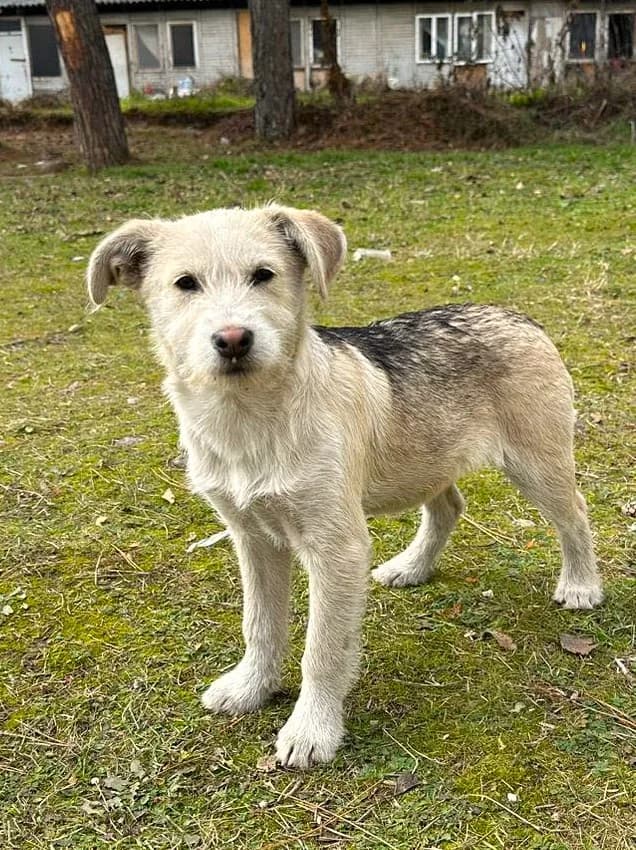 Puppy 4, female puppy mixed breed for adoption at Strays Without Borders, Skopje