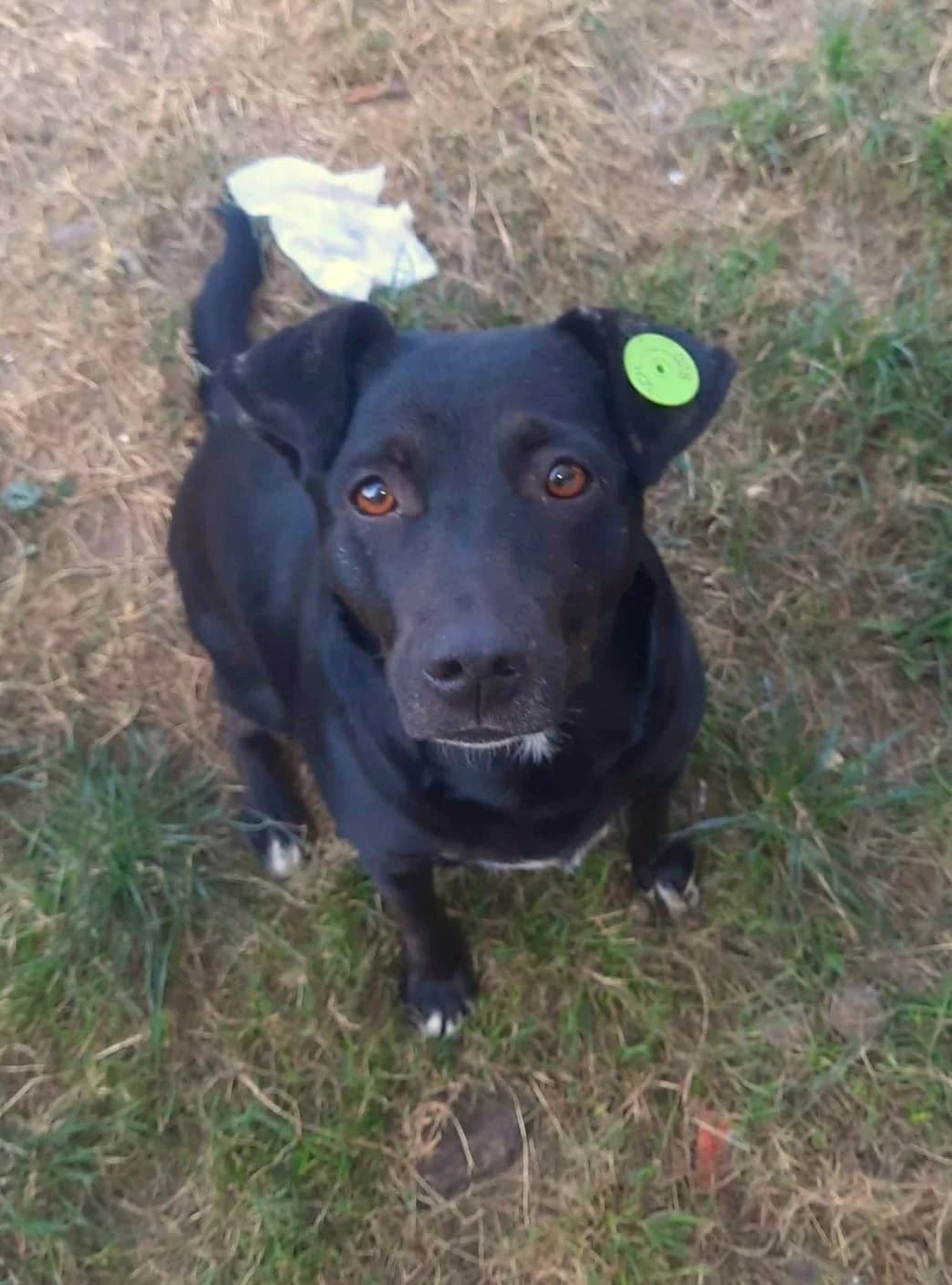 Noir, female puppy Labrador Retriever for adoption at Strays Without Borders, Skopje