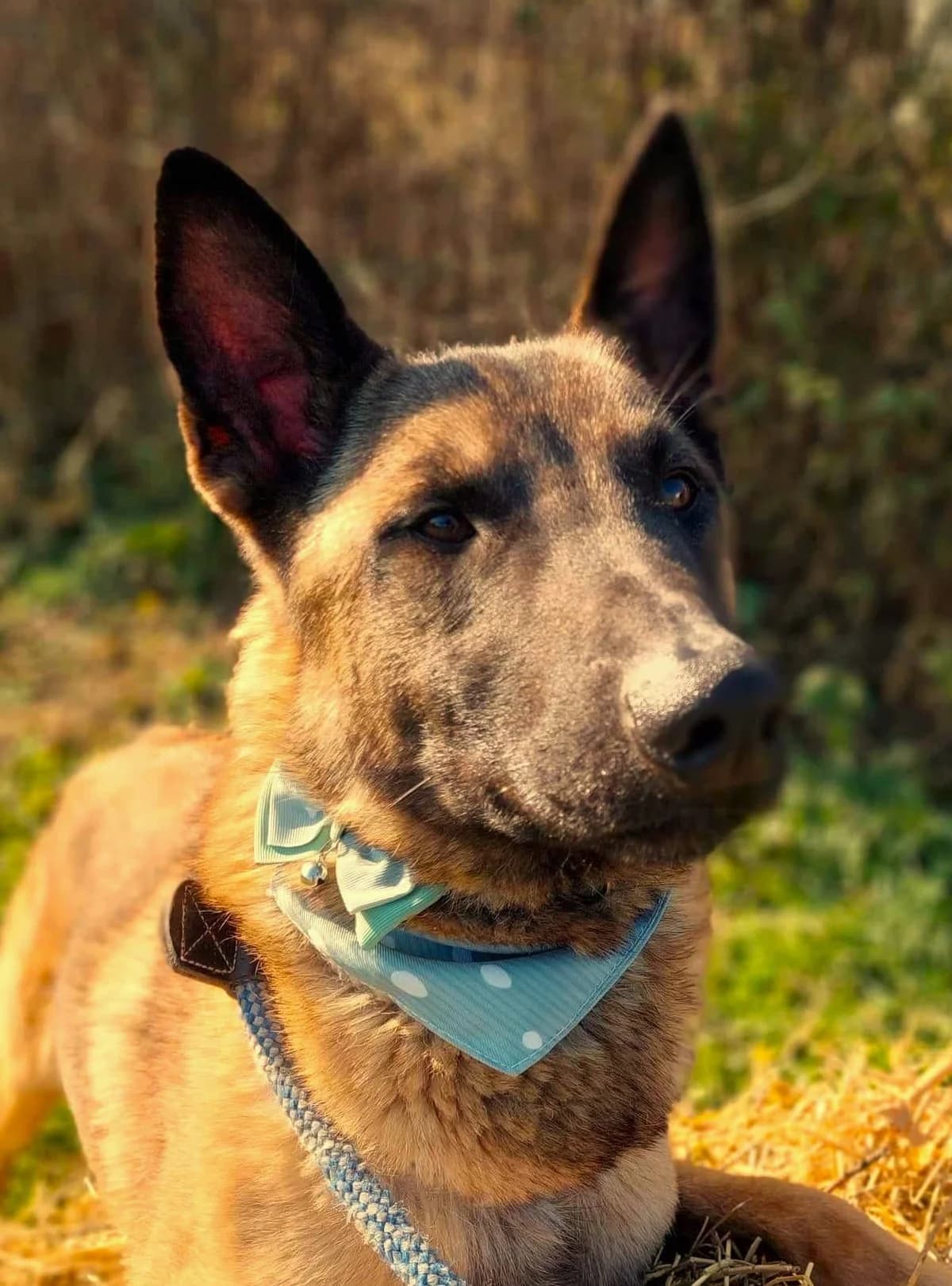 Buddy, male Belgian Malinois for adoption at Strays Without Borders, Skopje