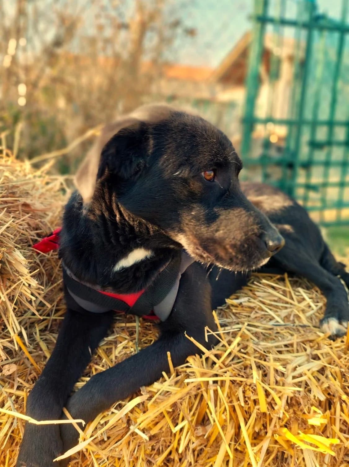 Tristan, male puppy Labrador Retriever for adoption at Strays Without Borders, Skopje