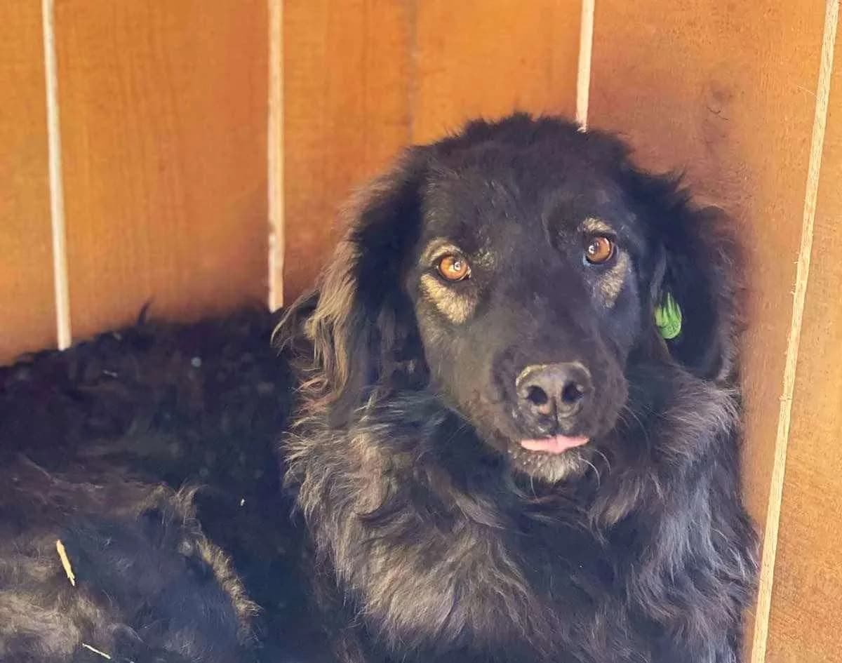 Alma, female mixed breed for adoption at Strays Without Borders, Skopje