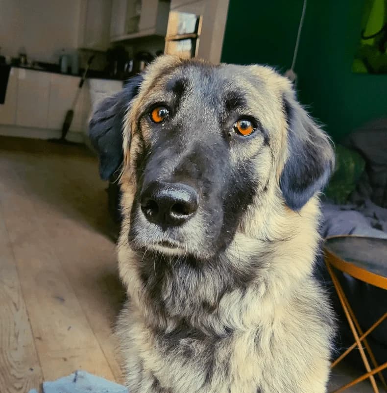 Hazel, female 4yo mixed breed for adoption at Strays Without Borders, Skopje