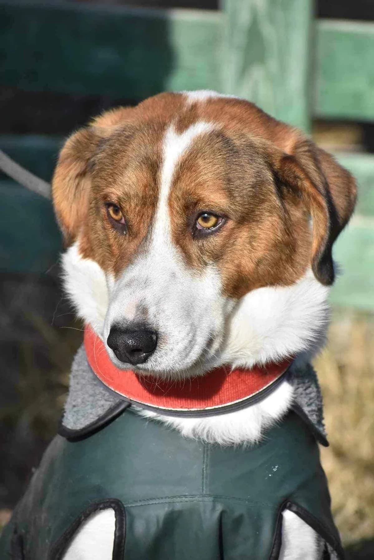 William, male mixed breed for adoption at Strays Without Borders, Skopje
