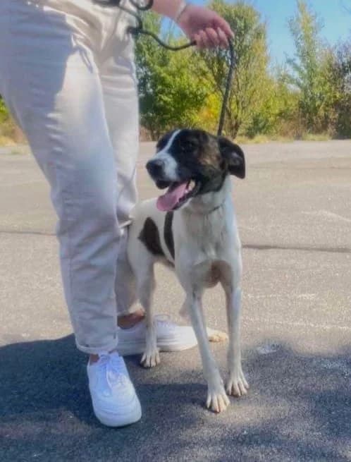Pepe, male puppy mixed breed for adoption at Strays Without Borders, Skopje
