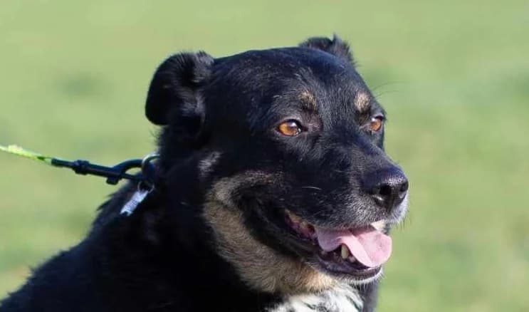 Tinsel, female puppy mixed breed for adoption at Strays Without Borders, Skopje
