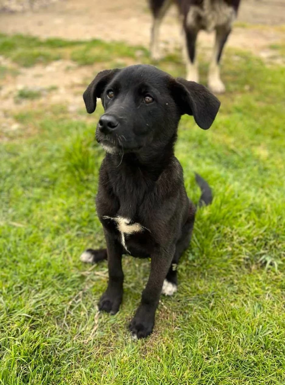 Misko, male puppy mixed breed for adoption at Strays Without Borders, Skopje