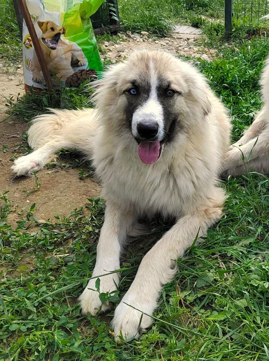 Quill, male puppy mixed breed for adoption at Strays Without Borders, Skopje