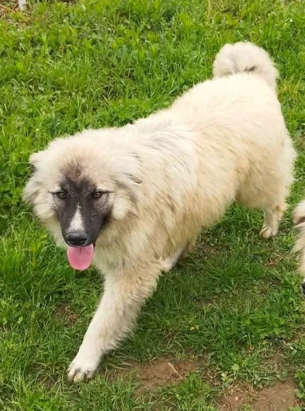 Rocket, male puppy mixed breed for adoption at Strays Without Borders, Skopje