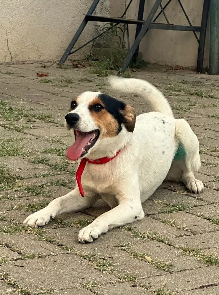Lyra, female mixed breed for adoption at Strays Without Borders, Skopje