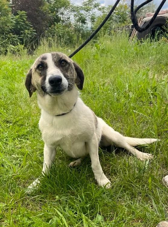 Sally, female mixed breed for adoption at Strays Without Borders, Skopje