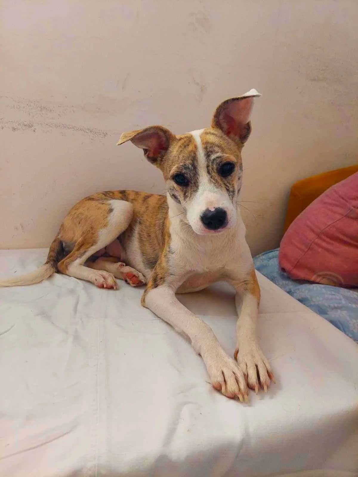 Reserved – Lea, female 3yo mixed breed for adoption at Strays Without Borders, Skopje