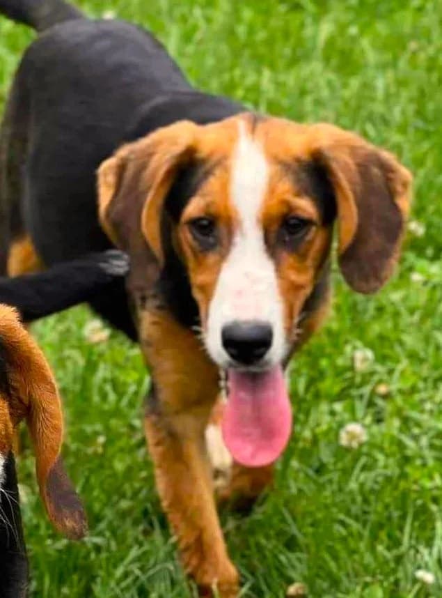 Lola, female young mixed breed for adoption at Strays Without Borders, Skopje