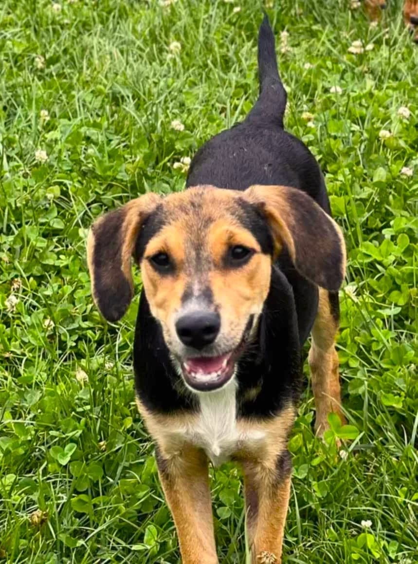 Luna, female young mixed breed for adoption at Strays Without Borders, Skopje