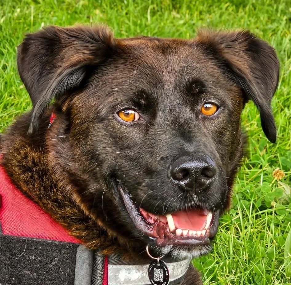 Jake, male mixed breed for adoption at Strays Without Borders, Skopje