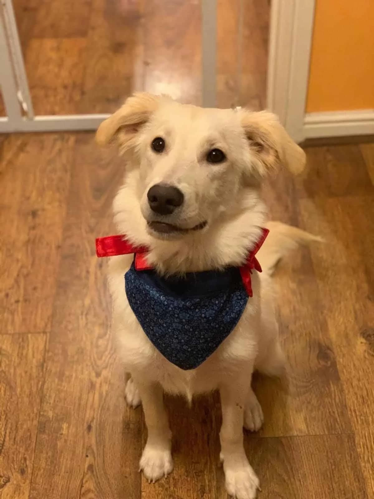 Teddy, male 3yo mixed breed for adoption at Strays Without Borders, Skopje