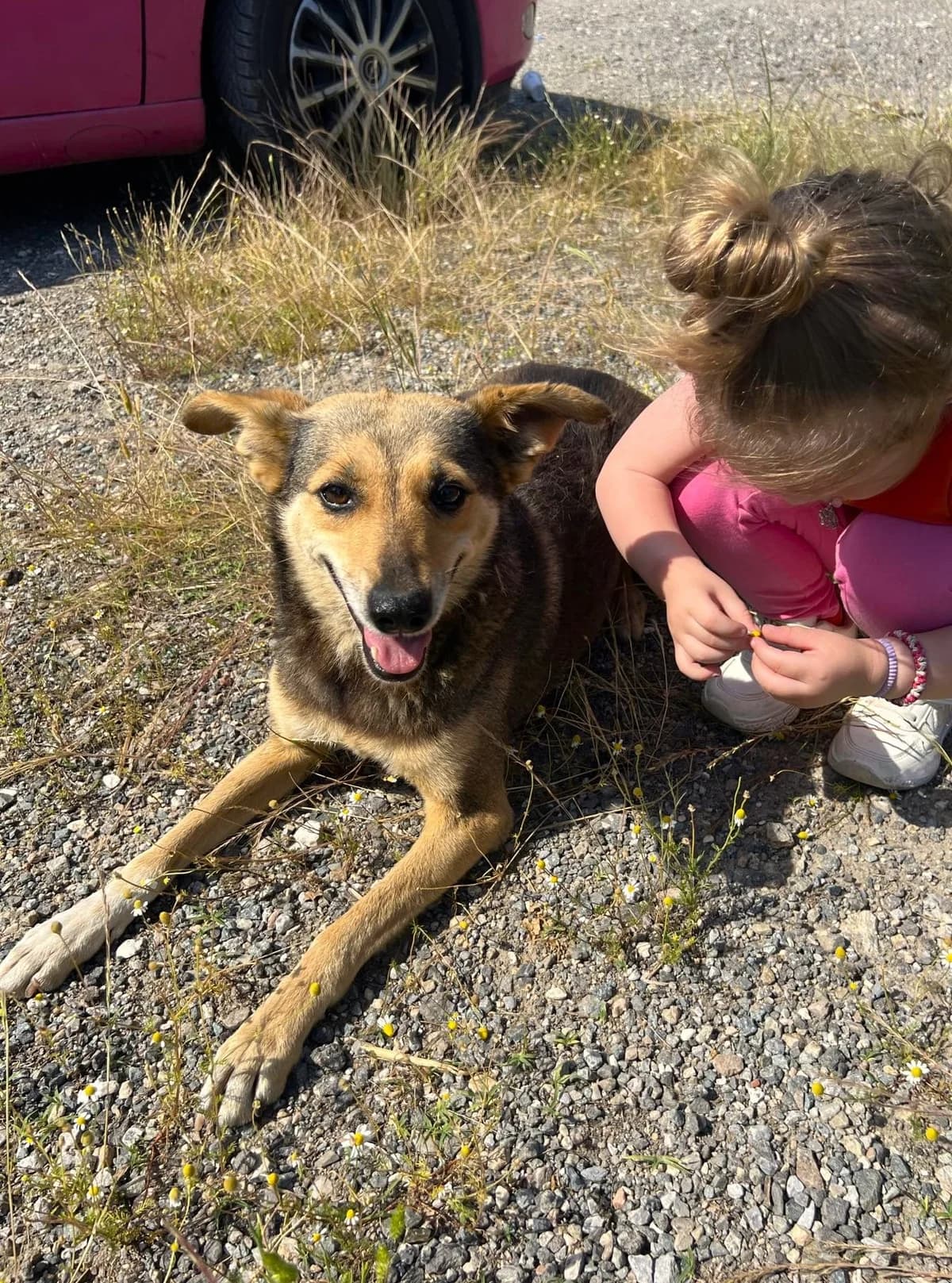 Mila, female Mixed Breed for adoption at Strays Without Borders, Skopje