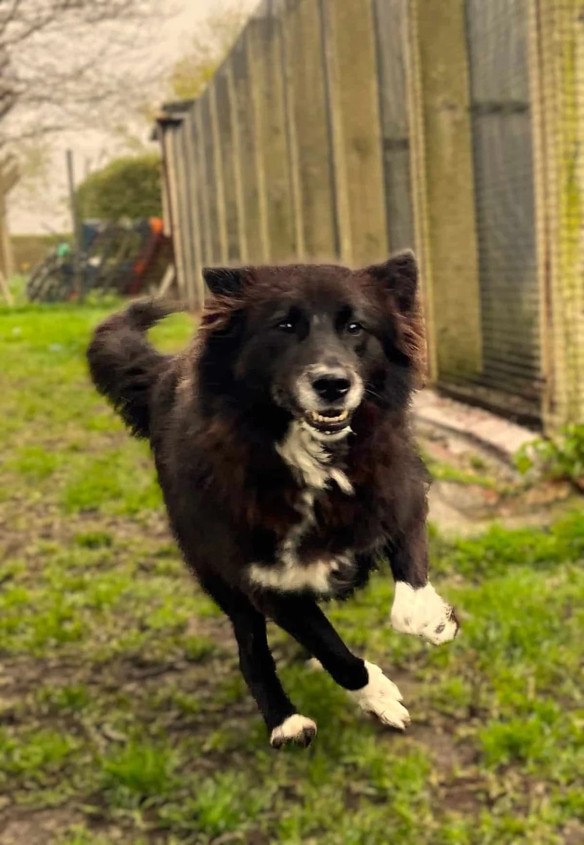 Luna, female Border Collie for adoption at Strays Without Borders, Skopje