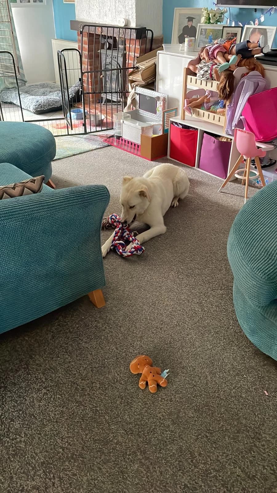 Toby, male mixed breed for adoption at Strays Without Borders, Skopje