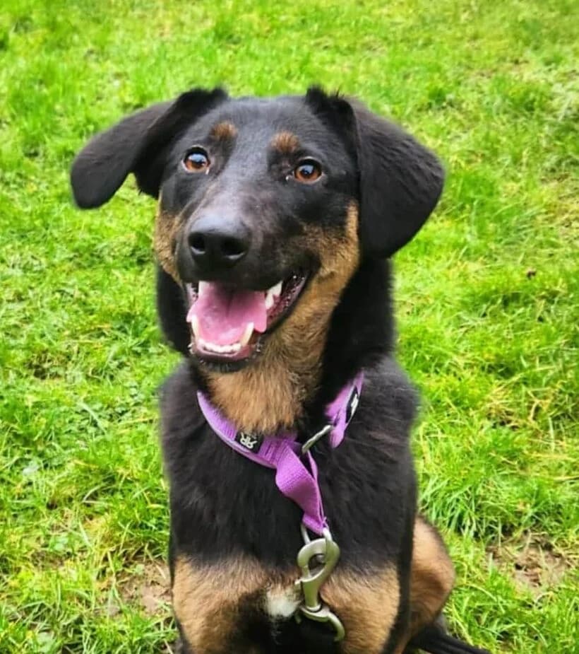 Lucy, female young Lurcher for adoption at Strays Without Borders, Skopje