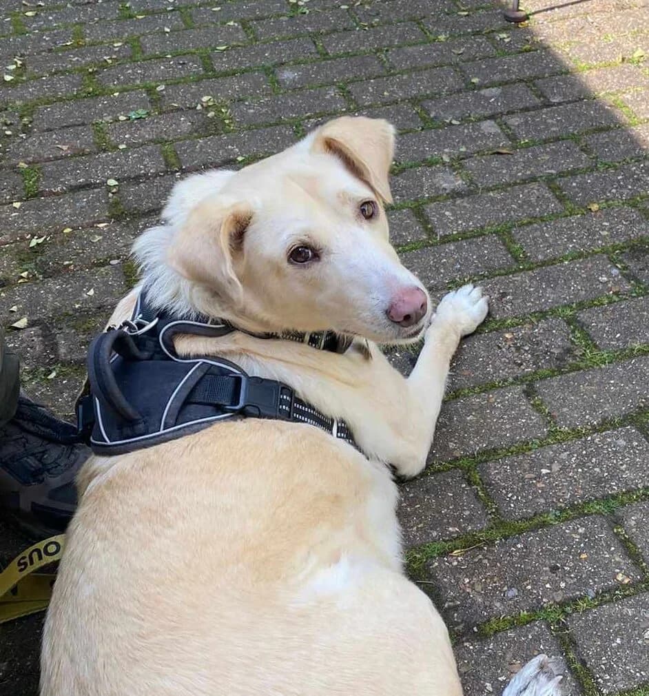 Willow, female 7yo mixed breed for adoption at Strays Without Borders, Skopje