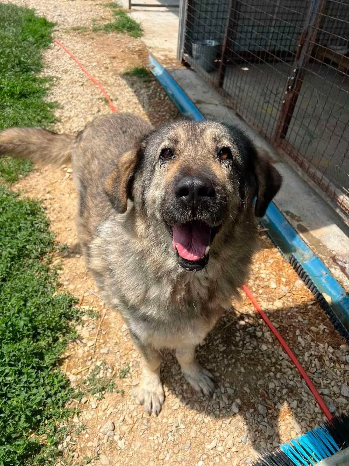 Jasmine, female senior mixed breed for adoption at Strays Without Borders, Skopje
