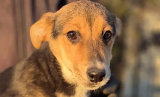Coral, female young mixed breed for adoption at Strays Without Borders, Skopje