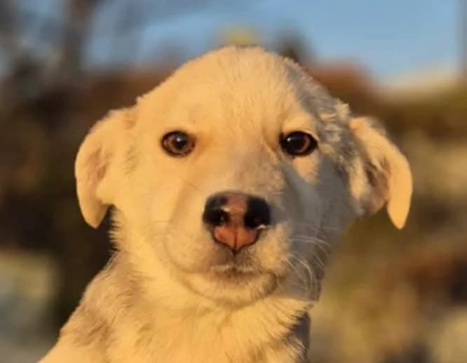 Wally, male young mixed breed for adoption at Strays Without Borders, Skopje