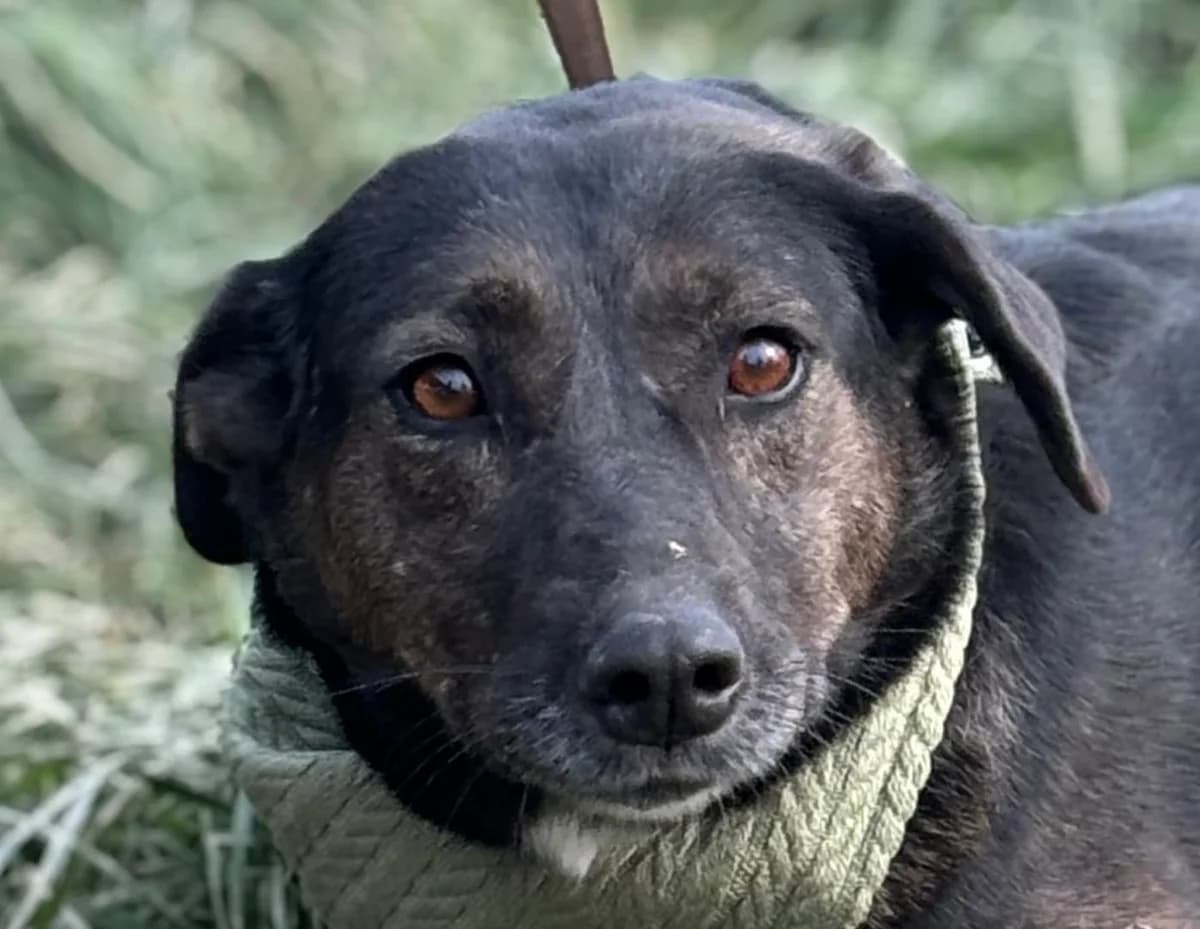 Aleksandra, female 6yo mixed breed for adoption at Strays Without Borders, Skopje