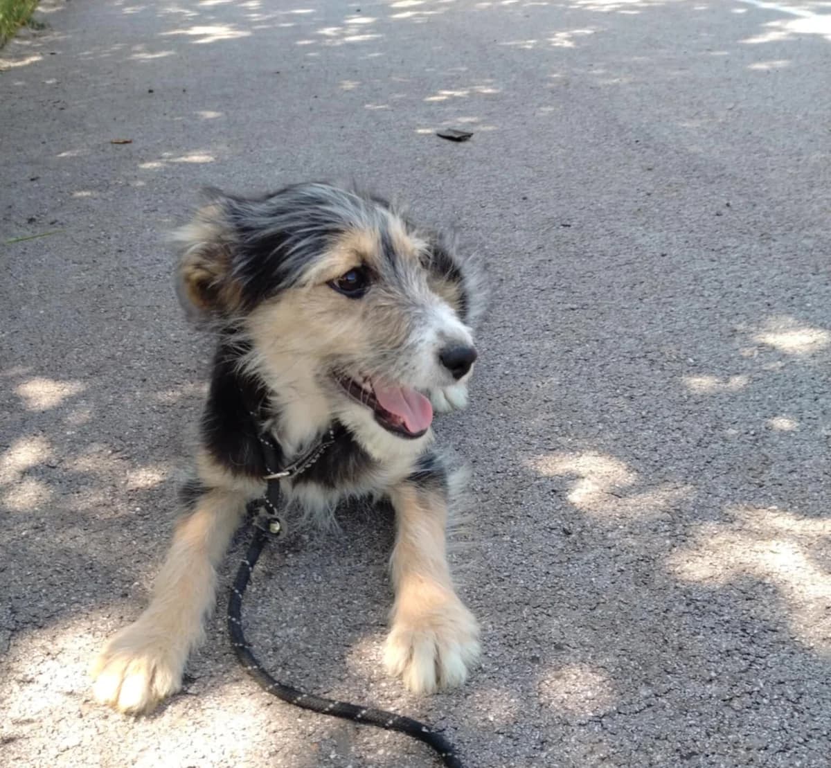 Martha, female mixed breed for adoption at Strays Without Borders, Skopje