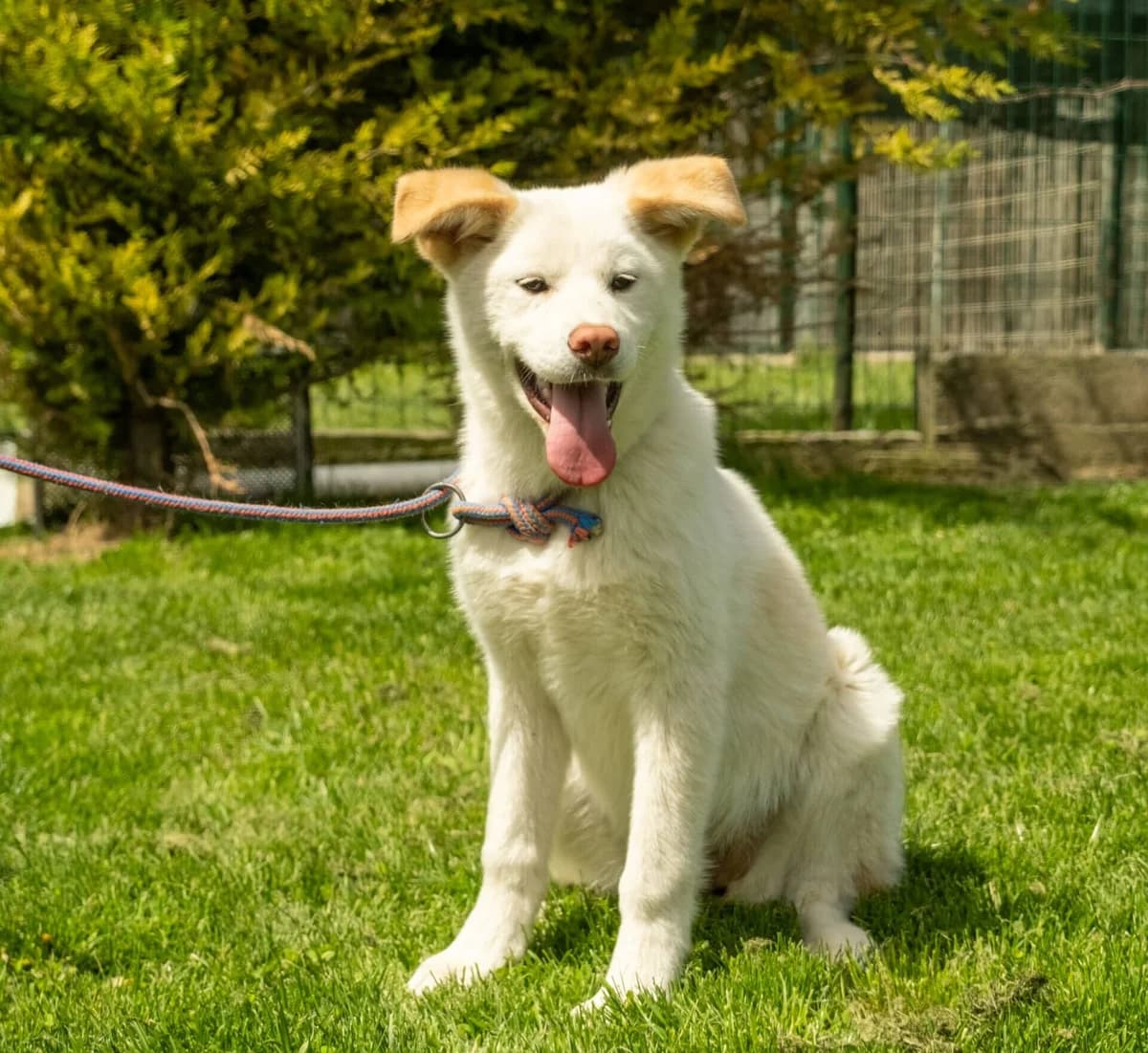 RESERVED – Megan, female Akita for adoption at Strays Without Borders, Skopje