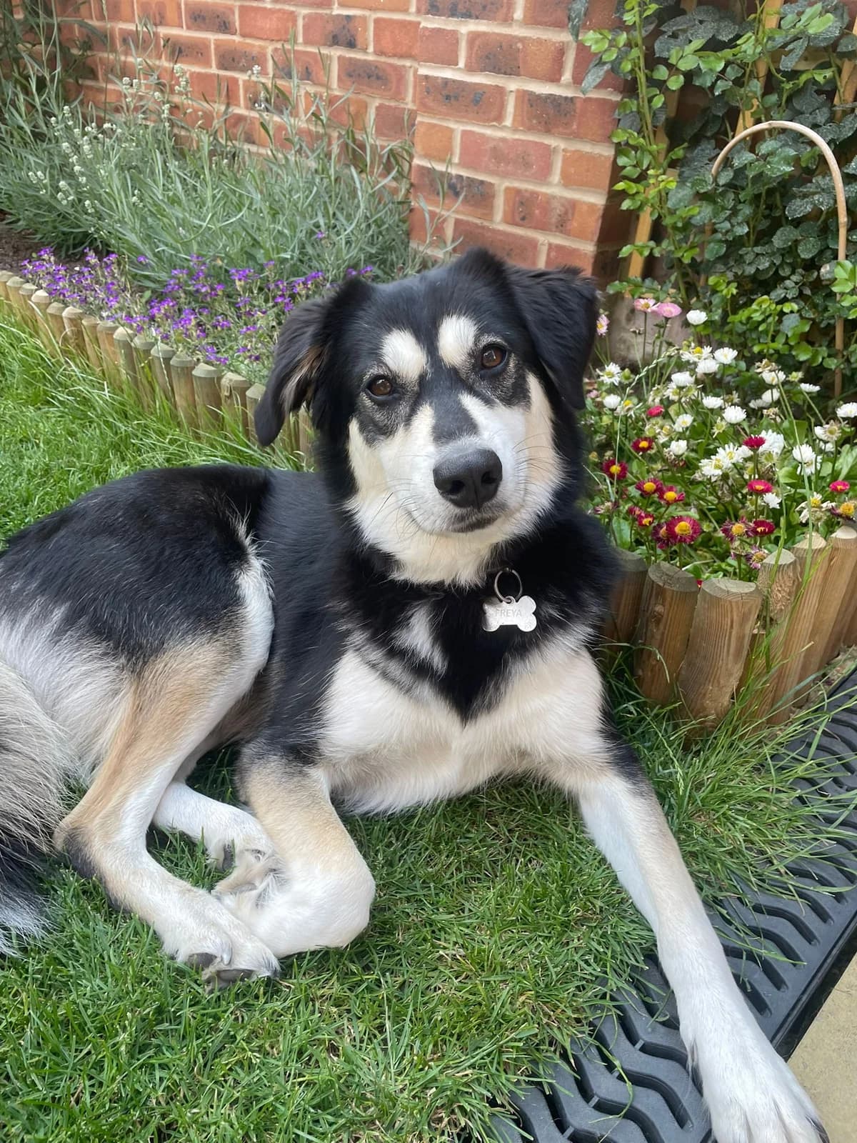 Freya, female Mixed Breed for adoption at Strays Without Borders, Skopje
