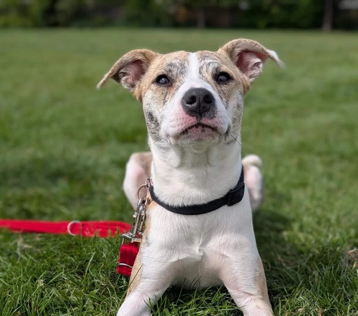 Leah, female Mixed Breed for adoption at Strays Without Borders, Skopje
