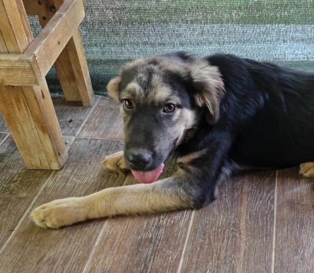 Boogie, male Mixed Breed for adoption at Strays Without Borders, Skopje