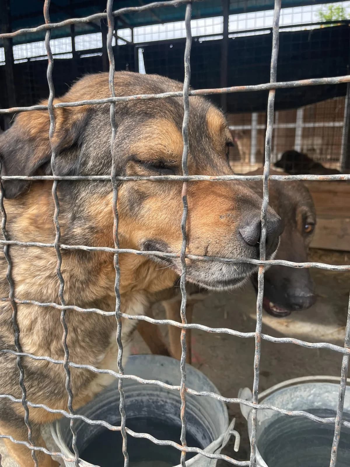 Three, male Mixed Breed for adoption at Strays Without Borders, Skopje