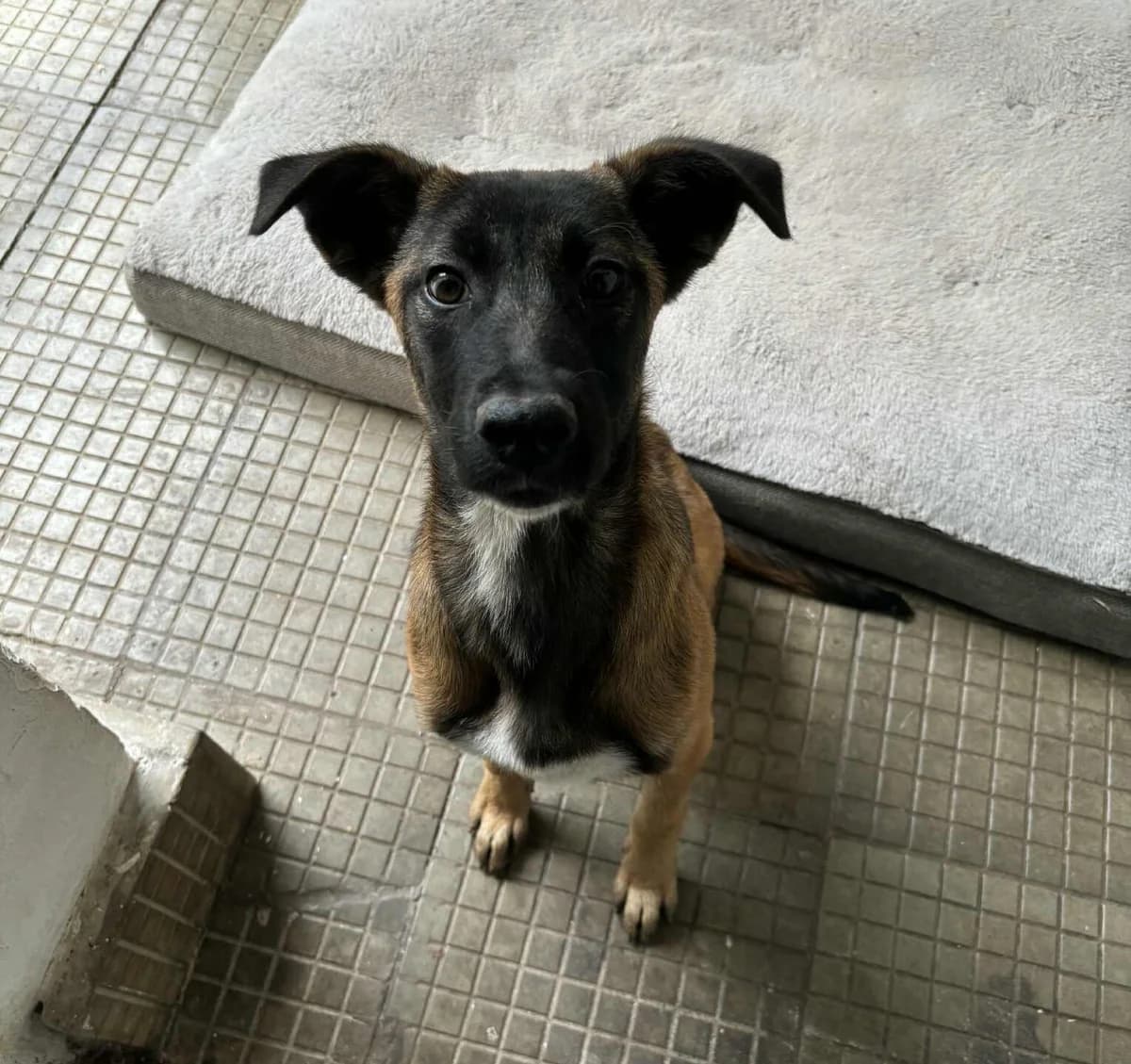 Violet, female Mixed Breed for adoption at Strays Without Borders, Skopje