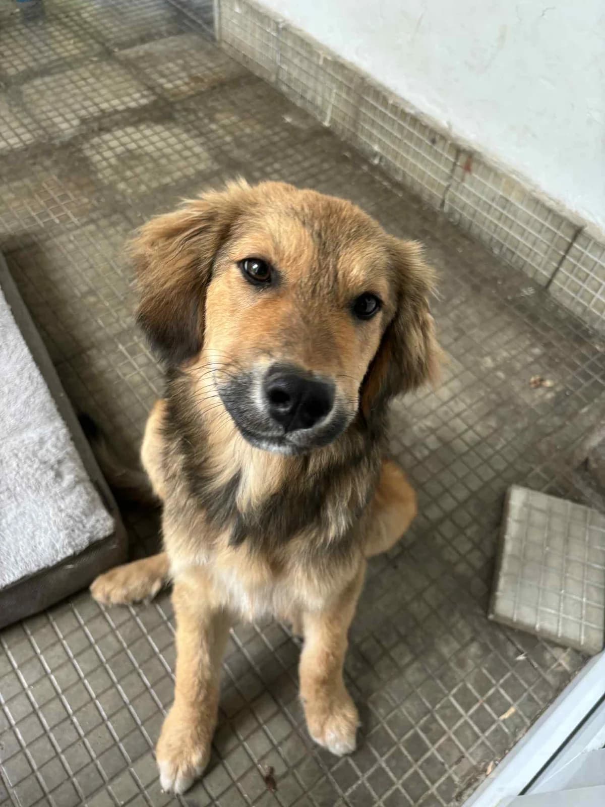 Leo, male Mixed Breed for adoption at Strays Without Borders, Skopje
