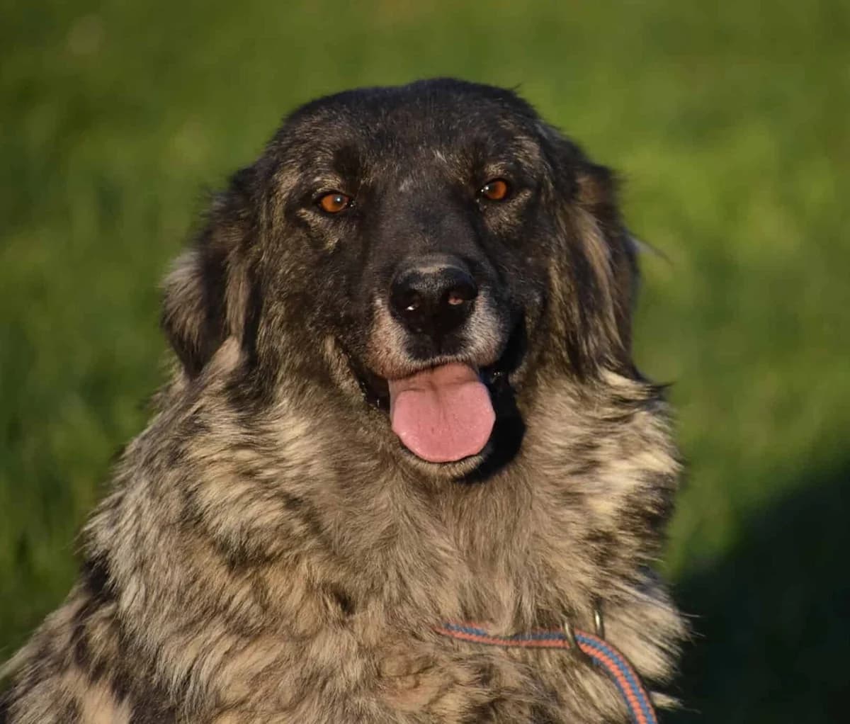 Tilly, female Mixed Breed for adoption at Strays Without Borders, Skopje