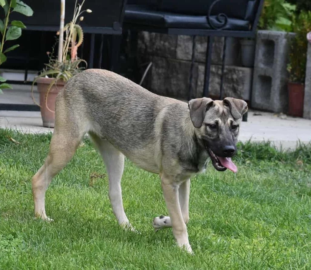 Ralphy, male Mixed Breed for adoption at Strays Without Borders, Skopje