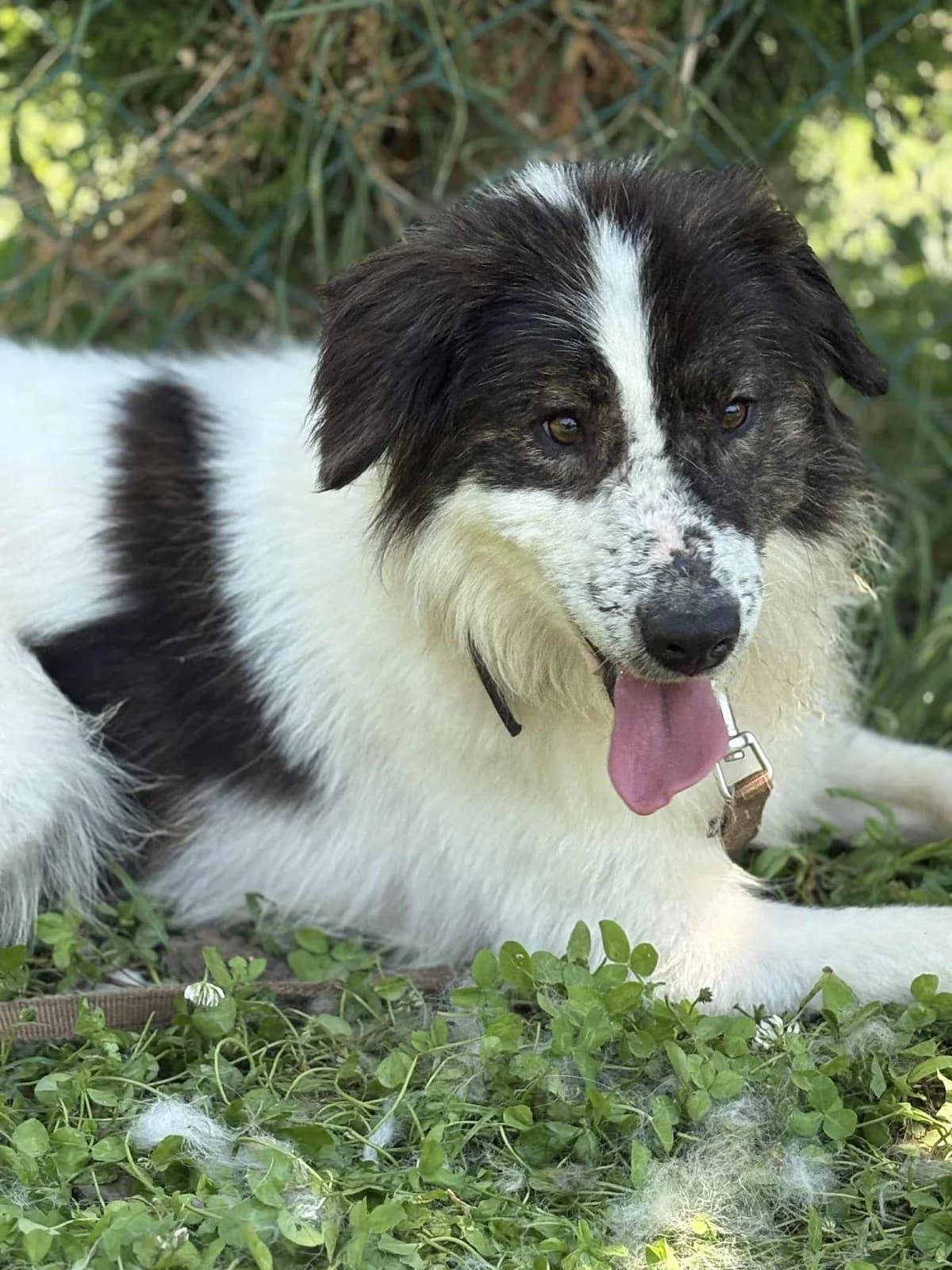 Kaliopi, female Mixed Breed for adoption at Strays Without Borders, Skopje