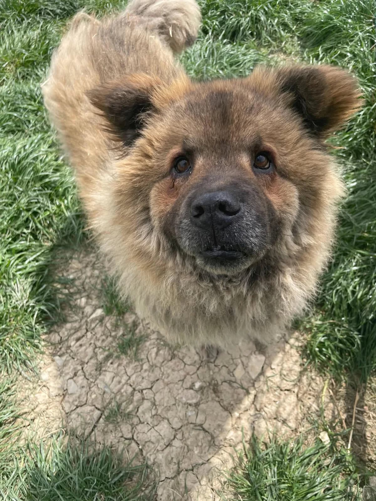 Jockey, male Chow Chow for adoption at Strays Without Borders, Skopje