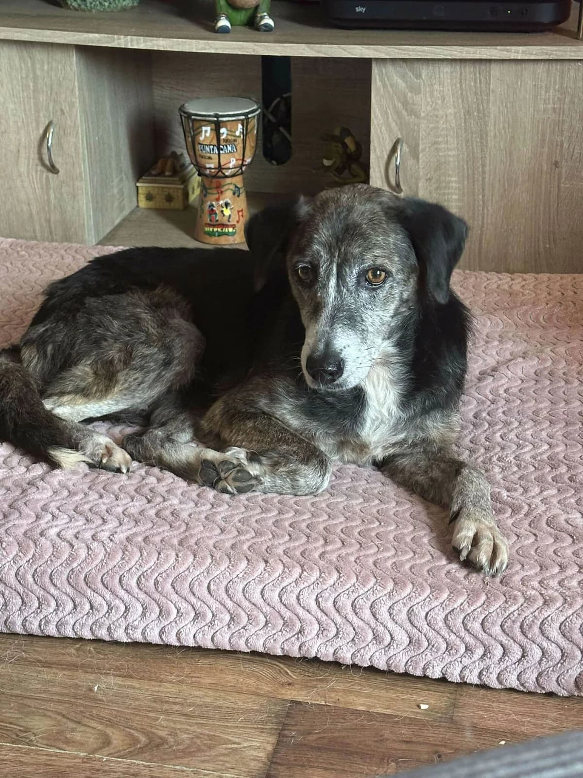 Suzy, female Mixed Breed for adoption at Strays Without Borders, Skopje