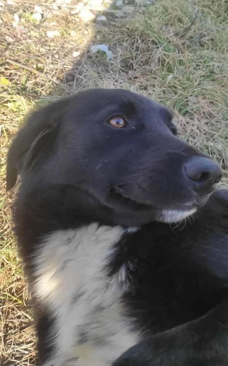 Pepa, female Mixed Breed for adoption at Strays Without Borders, Skopje