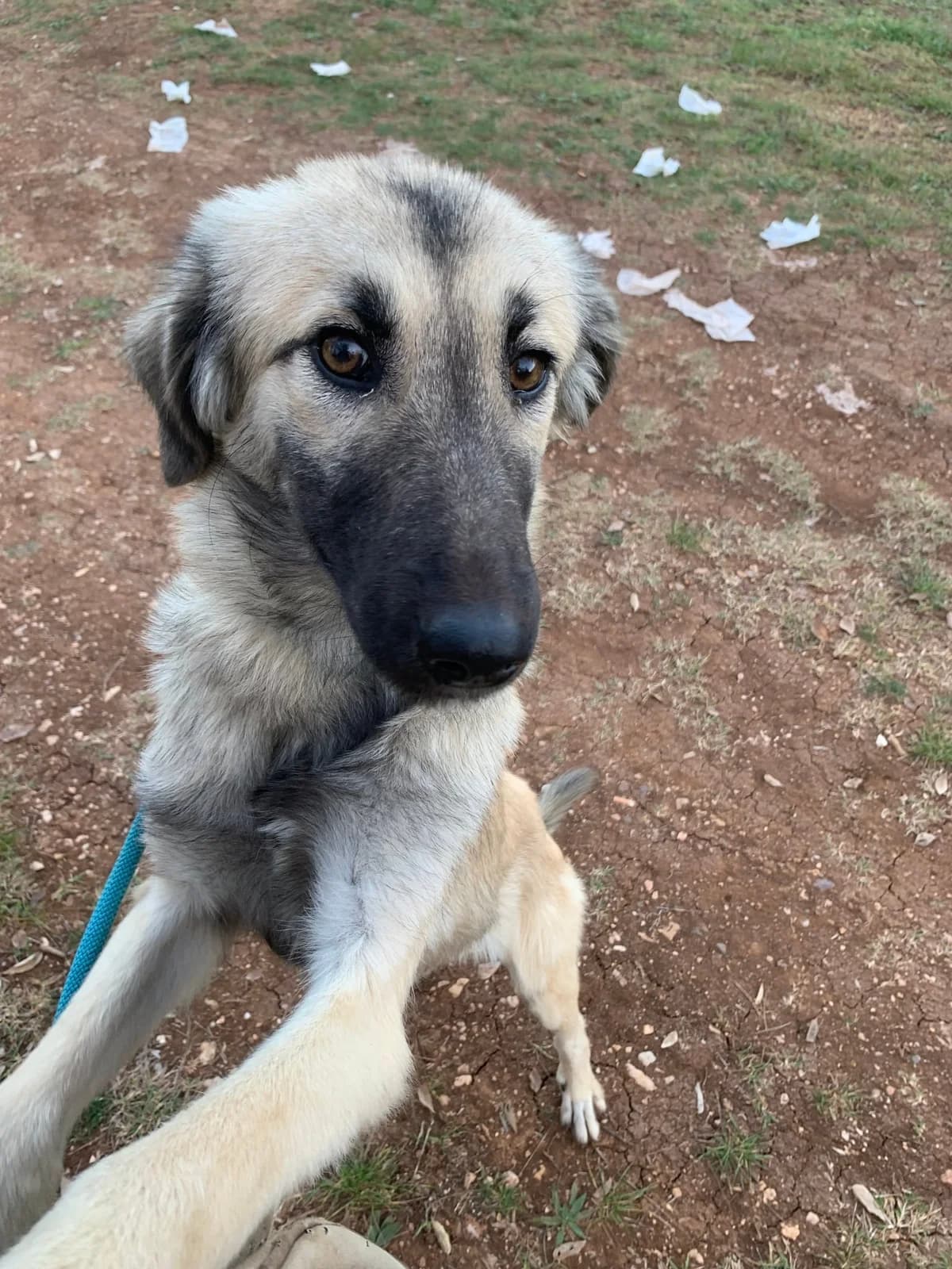 Janine, female Mixed Breed for adoption at Strays Without Borders, Skopje